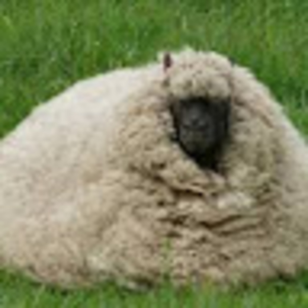 Meet your Posher, Fat sheep